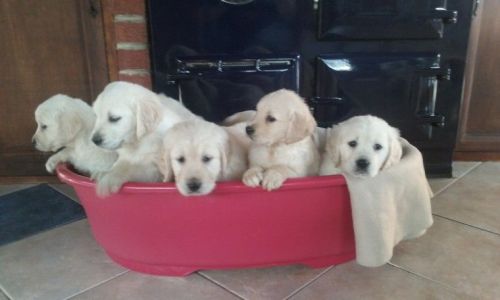 Male and Female Golden Retriever Puppies Available