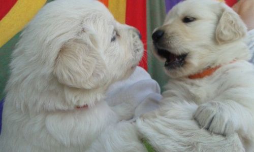 Female Retriever Puppy
