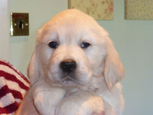 Beautiful Golden Retriever Puppies