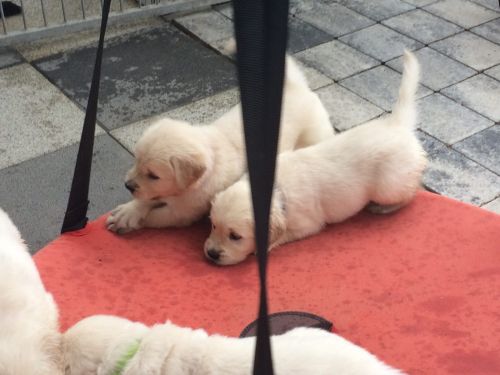 Golden Retriever Puppies for sale in Los Angeles, CA, USA. price: NA