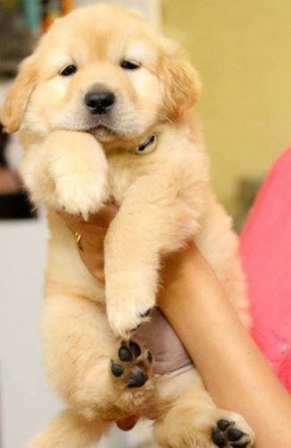 AKC golden retriever puppies
