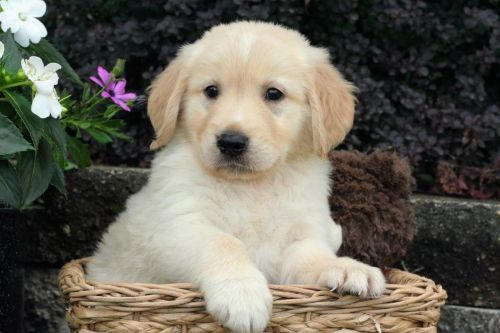 Golden Retriever Puppies for sale in Los Angeles, CA 90027, USA. price: NA