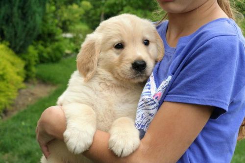 Akc Golden Retriever puppies