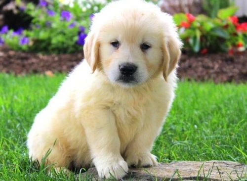 Stunning Golden Retriever Puppies Kc Reg