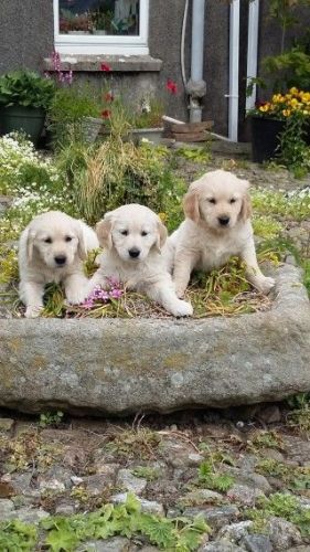 Pedigree Golden Retriever Pups