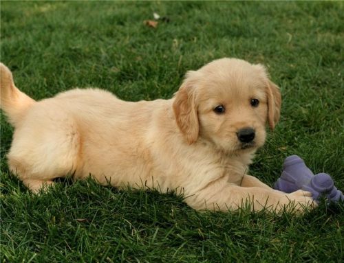 VNMKI Healthy Golden Retriever Puppies