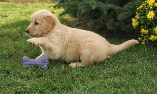 Golden Retriever Puppies for sale in Dallas, TX, USA. price: $400