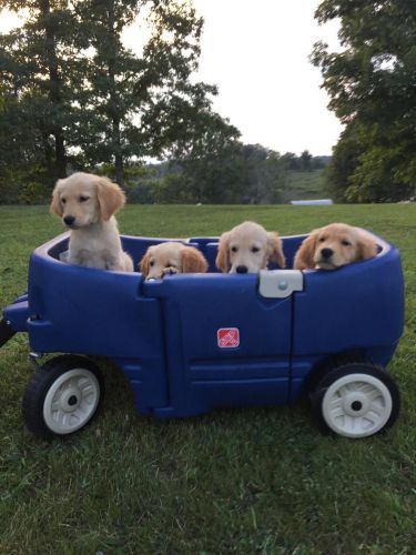 Gorgeous AKC Golden Retriever puppies