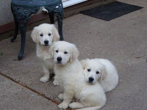 amzing golden retrievers for sale
