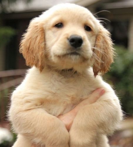 Golden Retriever Puppies for sale in Chicago, IL, USA. price: $500