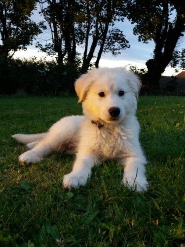 Lovely Golden Retriever for Pet Lovers