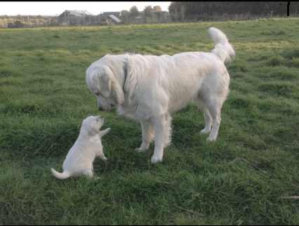 Golden Retriever Pups
