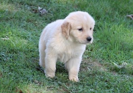 Well Trained Golden Retriever Puppies