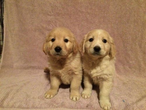 Golden Retriever Puppies for sale in Los Angeles, CA, USA. price: $600