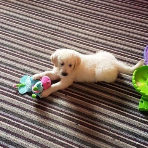 Golden Retriever Puppies for sale in Los Angeles, CA, USA. price: $550