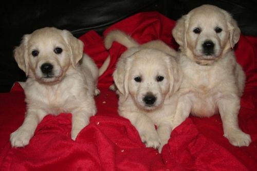 Golden Retriever Puppies for sale in Orlando, FL, USA. price: $400