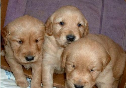 golden retriever puppies