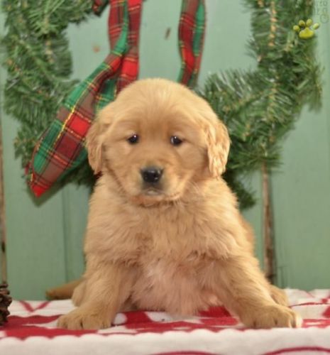 Golden Retriever AKC puppies
