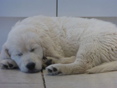 Golden Retriever Puppies for sale in Los Angeles, CA, USA. price: $550
