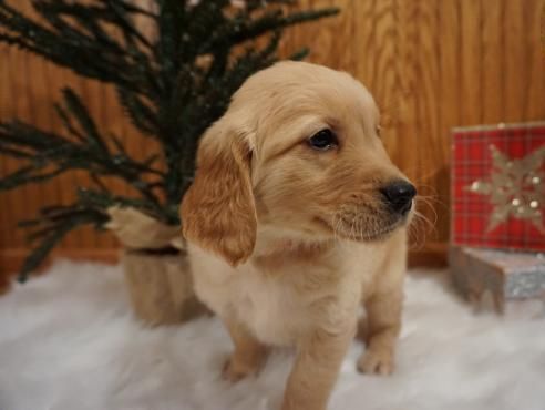 Golden Retriever Puppies for sale in Washington, DC, USA. price: NA