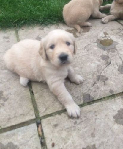 Golden Retriever Puppies for sale in California St, San Francisco, CA, USA. price: NA