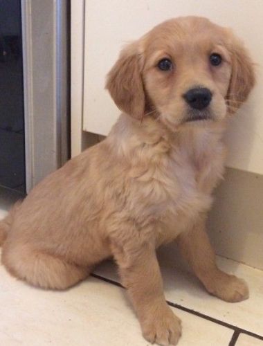 Beautiful Dark Red Working Retriever Puppies