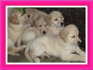 Golden Retriever Puppies for sale in San Francisco, CA, USA. price: $800