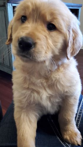 AKC registered golden retriever puppies