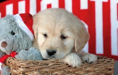 Golden Retriever Puppies for sale in New York, NY, USA. price: $300