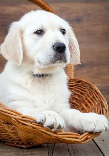 Golden Retriever Puppies for sale in New York, NY, USA. price: $500