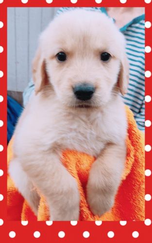 AKC Golden Retriever Champion Bloodlines