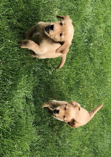 8 week old AKC Golden retriever puppies