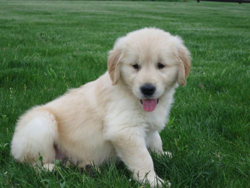 Golden Retriever Puppies for sale in New York, NY, USA. price: NA