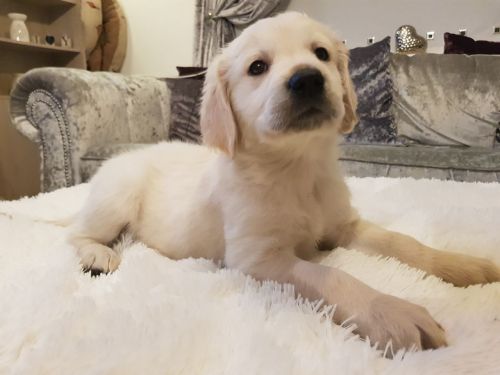 Golden Retriever Puppies for sale in Colorado Springs, CO, USA. price: $400