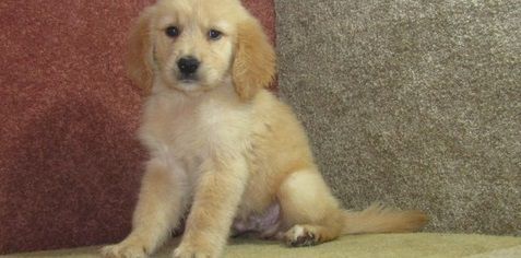 Fully Registered Golden Retriever Puppies