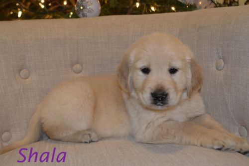 Shala - AKC 1/2 English Creme Golden Retriever Puppy