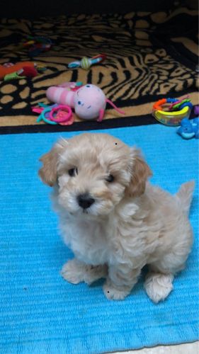 female Maltipoo puppy