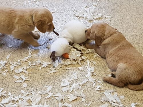 Golden Retriever Puppies for sale in Los Angeles, CA, USA. price: $300