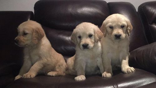 Golden Retriever Puppies for sale in Charlotte, NC, USA. price: NA