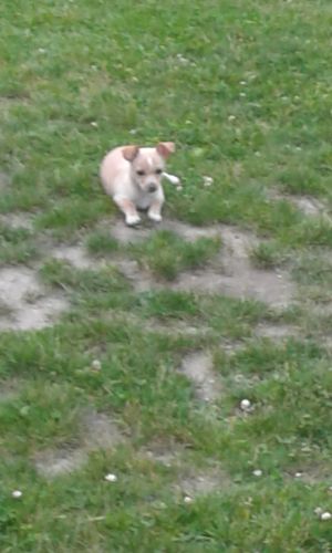 Golden Retriever Puppies for sale in Chicago, IL, USA. price: $250