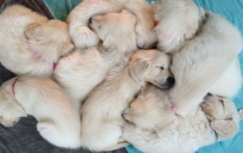 Golden retriever Puppies Now Taking Deposits