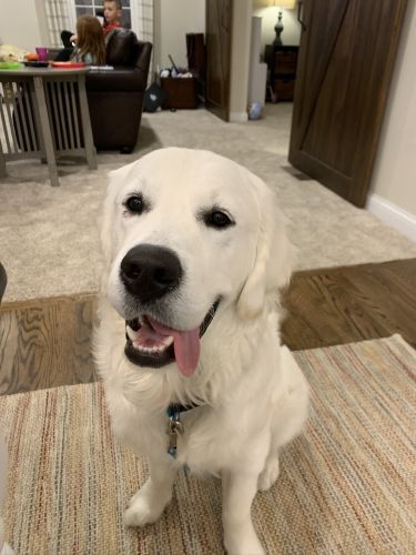 Looking for a wonderful home for an amazing dog