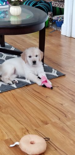 Beautiful Golden Retiever