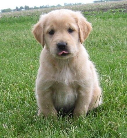 Golden Retriever Puppies for sale in Dallas, TX, USA. price: $500