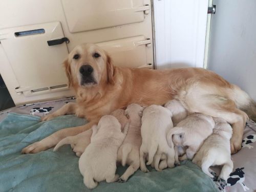 Golden Retriever Puppies for sale in Los Angeles, CA, USA. price: NA