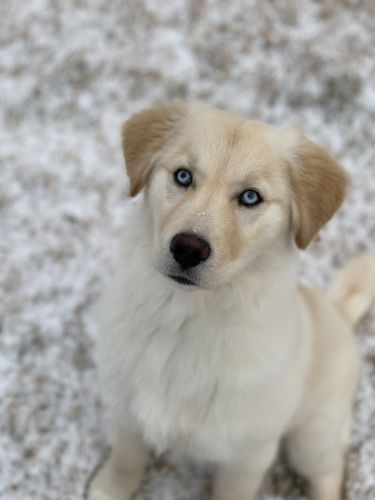 Golden retriever and Siberian husky mix for sale