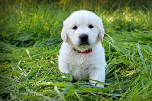 English cream golden retriever puppies