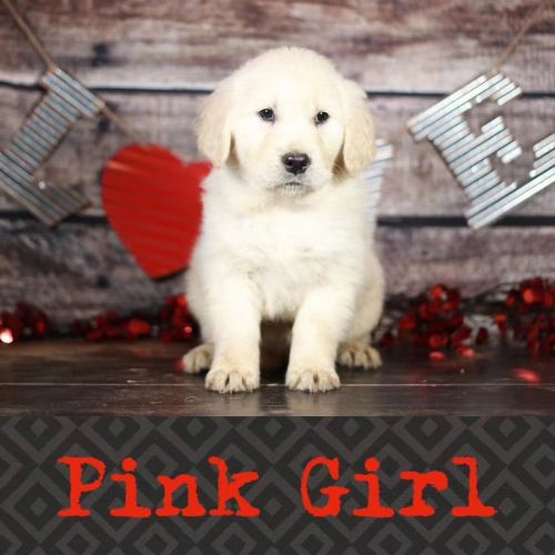 Little Golden Retriever Puppy For Sale