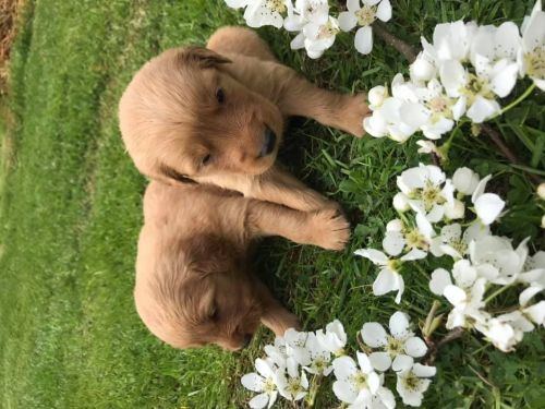 Athletic Golden Retrievers