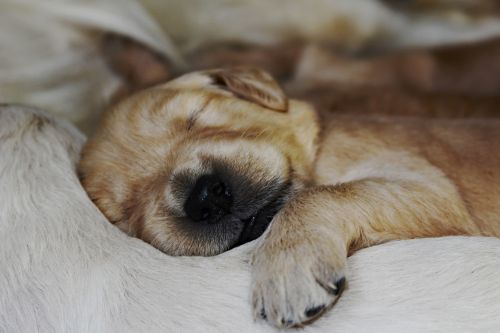 Akc Ofa Golden retriever puppies